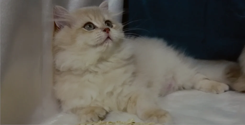 躺在白色毯子上的可愛長毛貓