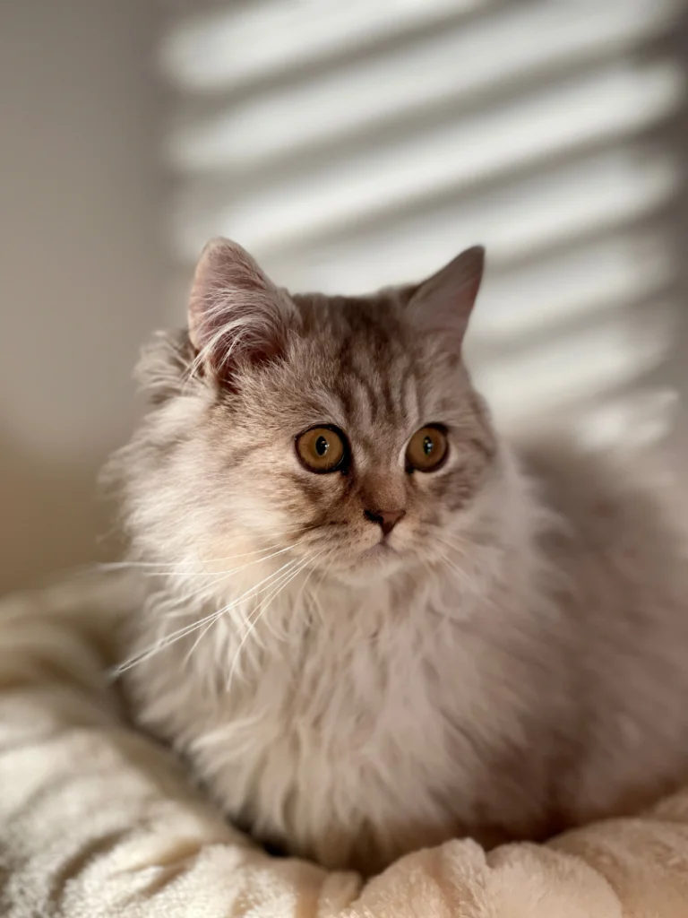 一只毛茸茸的灰色猫咪在阳光下休息