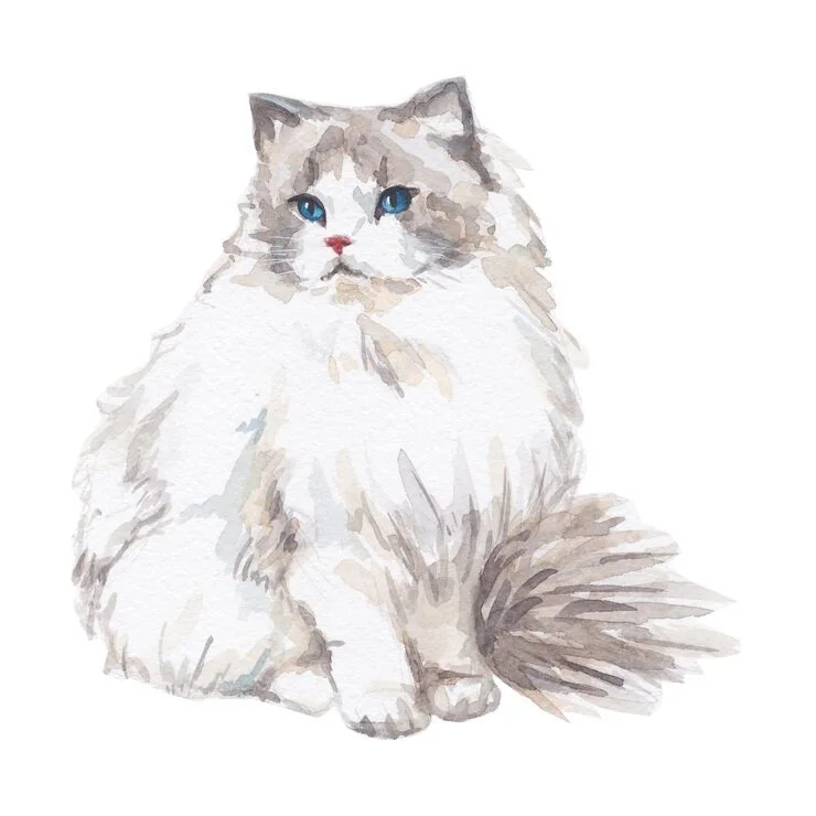 一只坐着的长毛猫,蓝色眼睛,毛色白色和灰色。